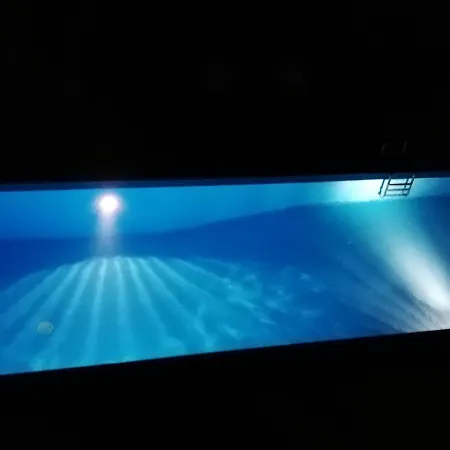 Uccello Del Paradiso Zafferana Etnea